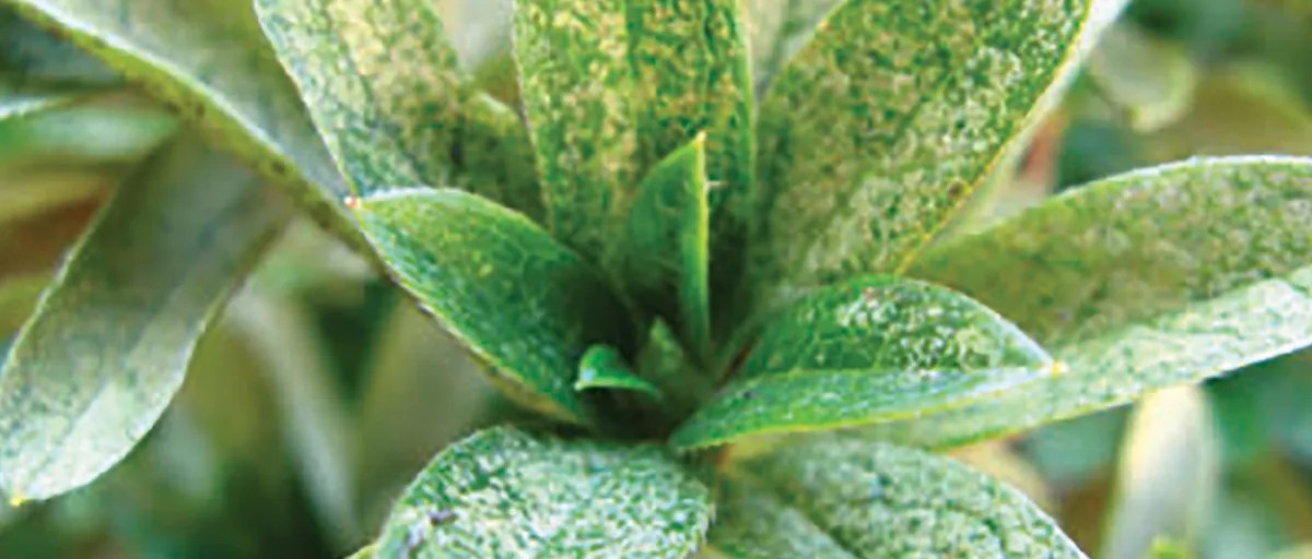 Searles Control Azalea Lace Bug Treatment